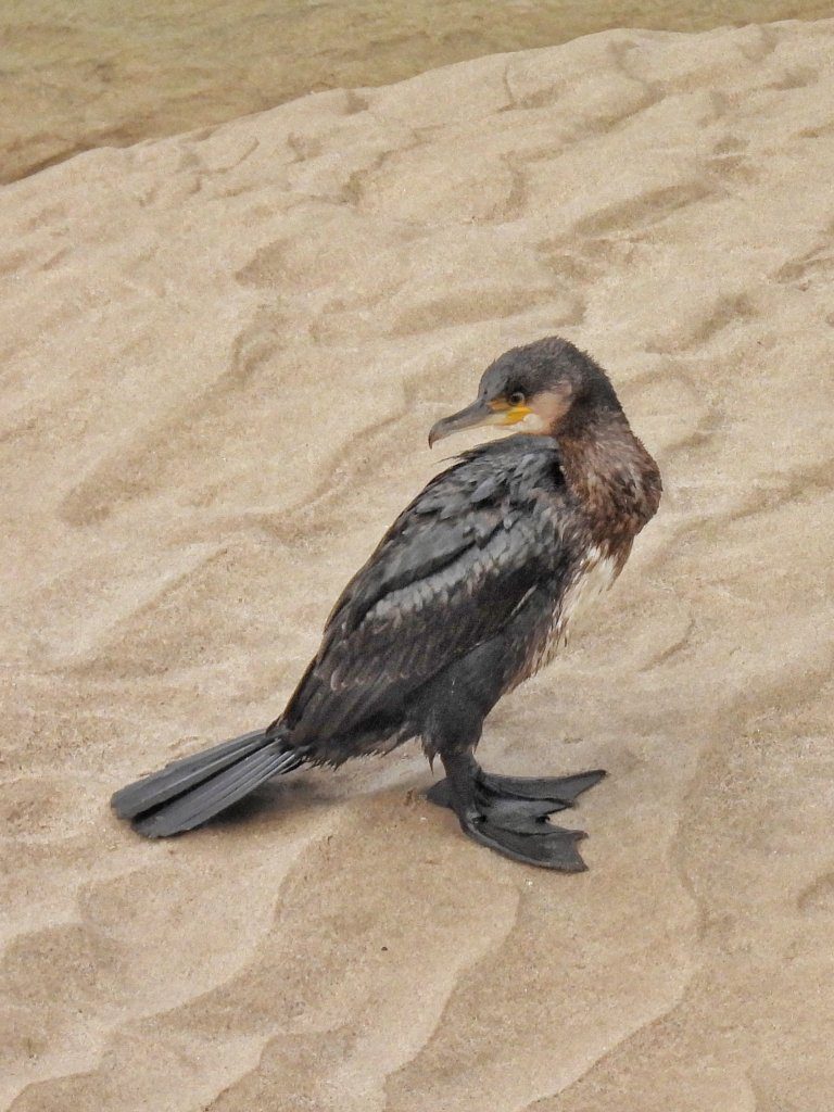 Aalscholver op Playa Guadamia