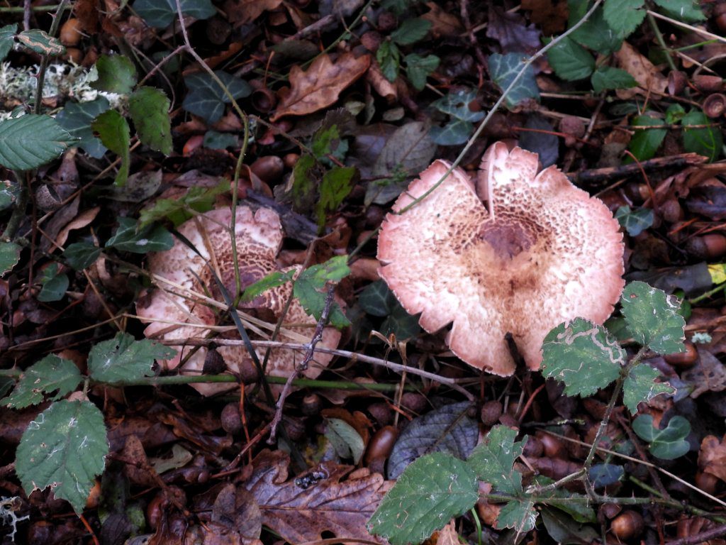 Lepiota subincarnata