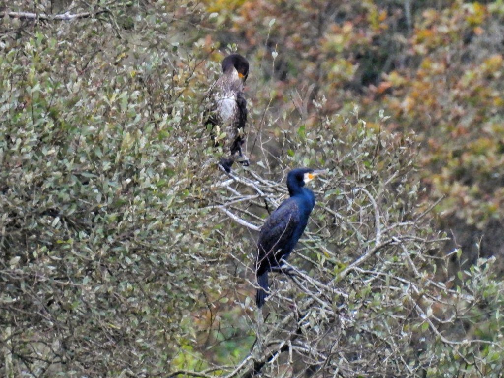 Aalscholvers