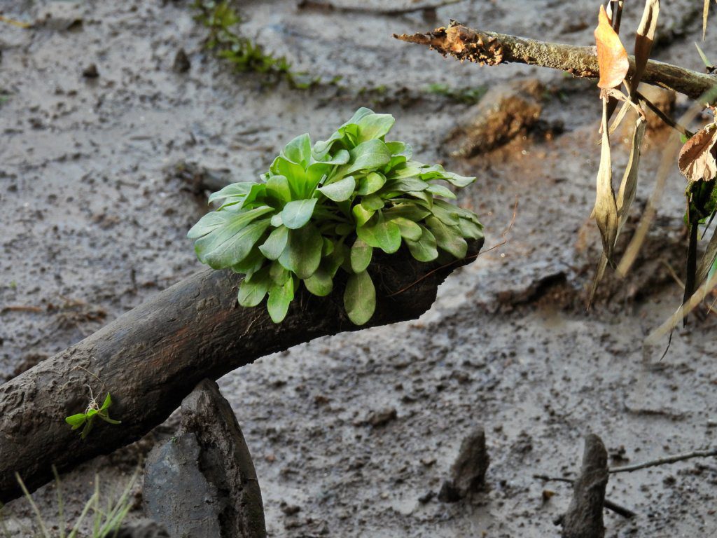 Planten in de modder van de Minho