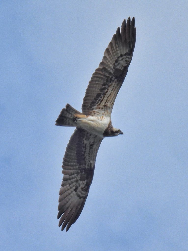 Visarend boven de Minho