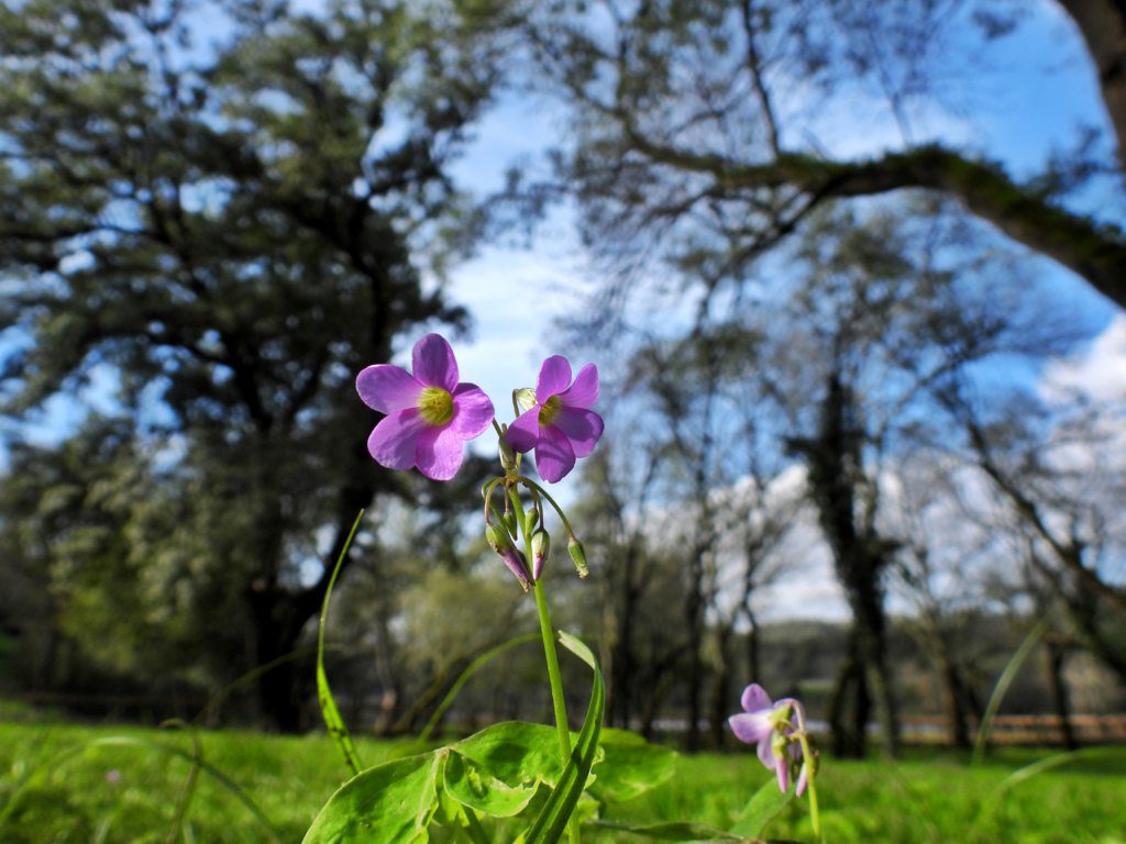 Parque das Caldas