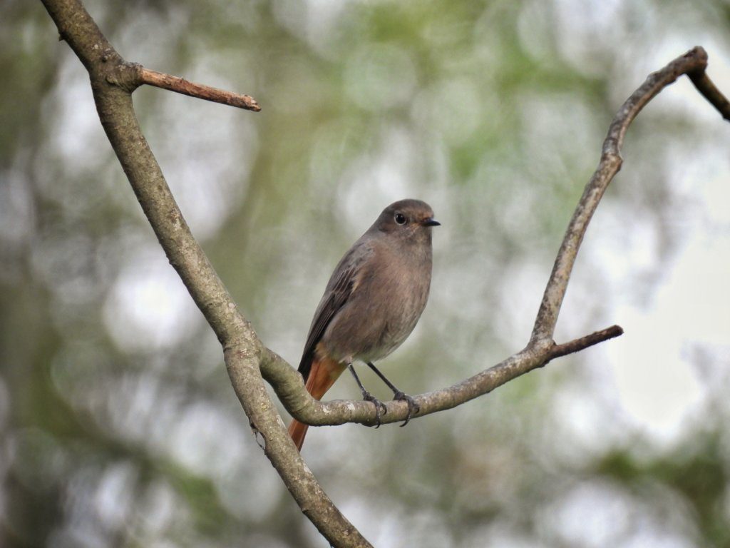 Parque das Caldas