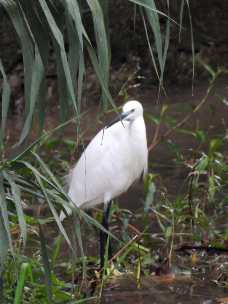 Kleine Zilverreiger