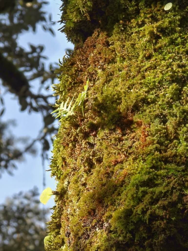 Tuin tussen P-plaats en kerk