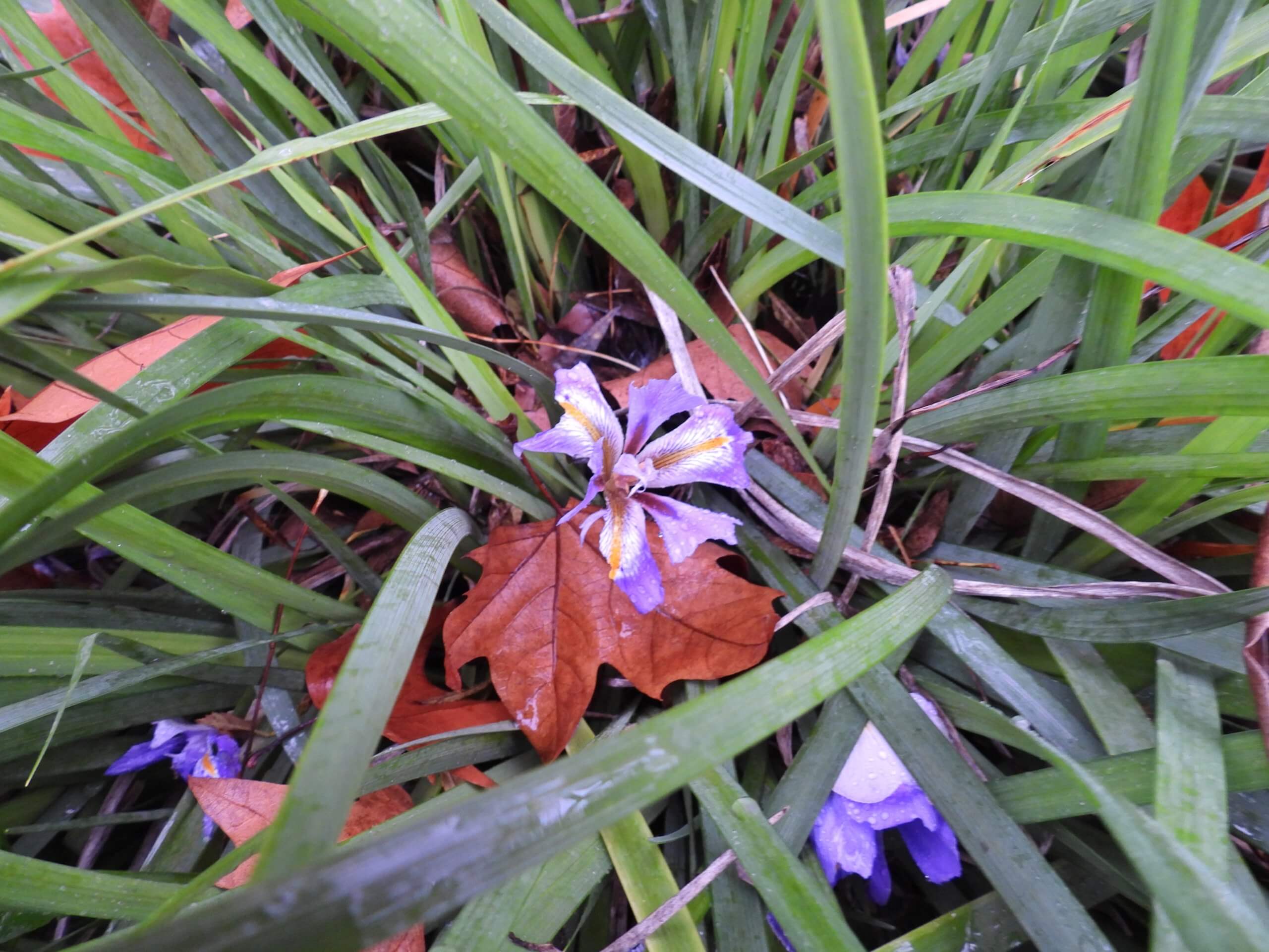 Algerijnse Irissen op de Camperplaats