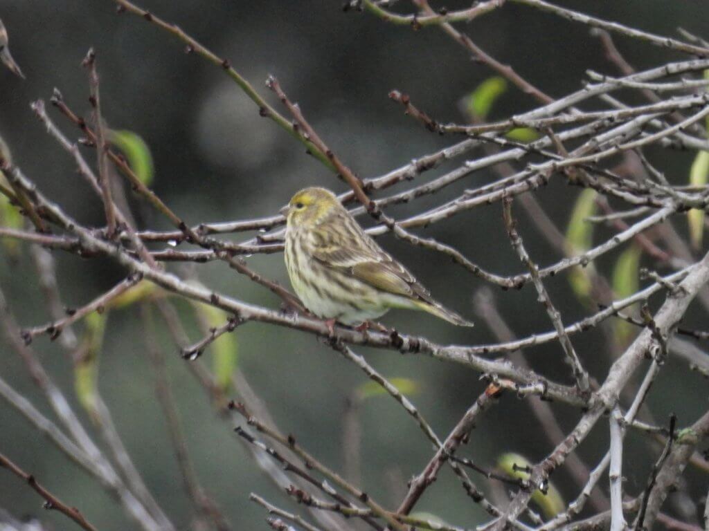 Castro Verde Europese Kanarie