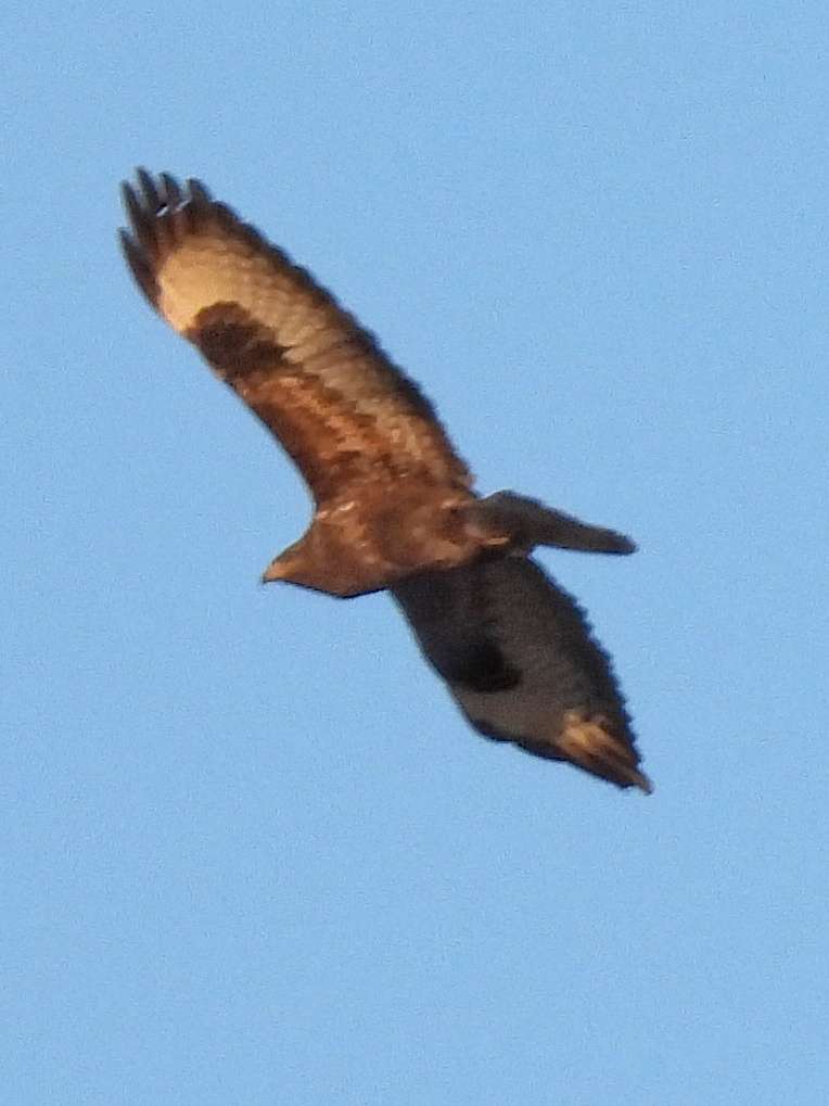 Foto van een arendbuizerd met gespreide vleugels