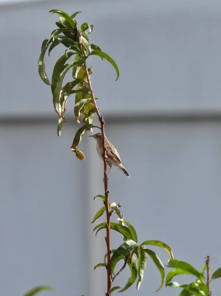 Graszanger (Cisticola juncidis cisticola)