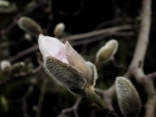 Where Magnoloa grows...
.
.
#magnoliaceae #magnolia #beverboom #tulpenboom #magnolien #magnolier #oostvlietpolder #volkstuin #bijdeburen #delentekomteraan #springiscoming #natuurfotografie #camper_no_mad